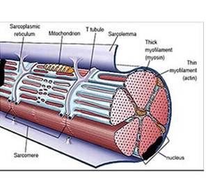 EQUILÍBRIO HORMONAL